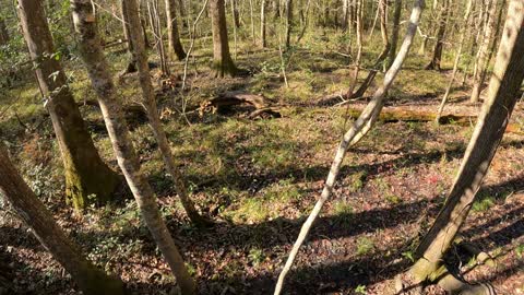 Congaree Forest, South Carolina