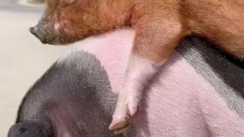 Cutie and lovely pig