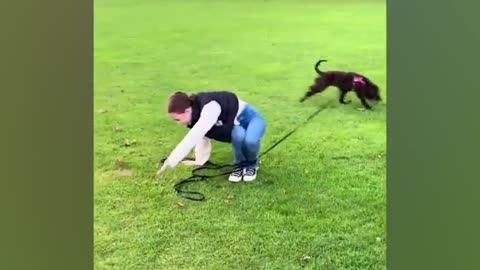 You should have a DOG - Funniest dog videos ever!😱