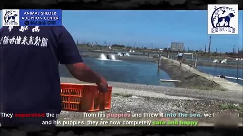 Old man tosses MOTHER DOG into sea in front of her puppies ! Heartbreaking moment !