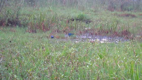 A Pair of Purple Swamphen Birds