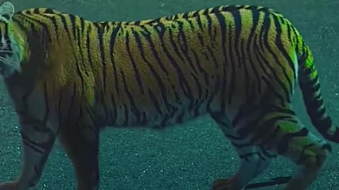 This tiger's soul is wandering #trending #moviesexplanation #new #shorts