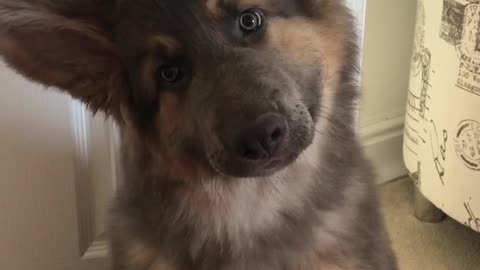 Adorable Puppy Performs Super Cute Head Tilts For The Camera