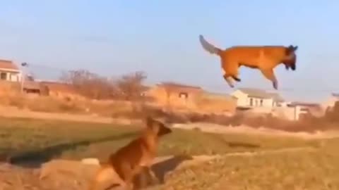 😱See the high jump of this dog 🐶🐕😱😱