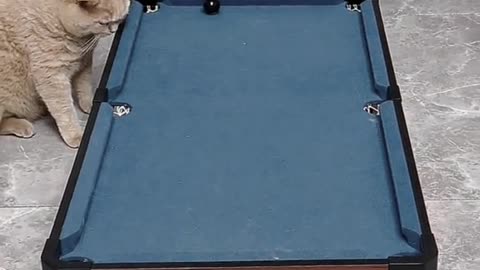 Cats playing snooker funny video😂