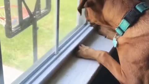 Keep Your Eye on the Fly…🤣 FUNNY Puppy Vs Fly!