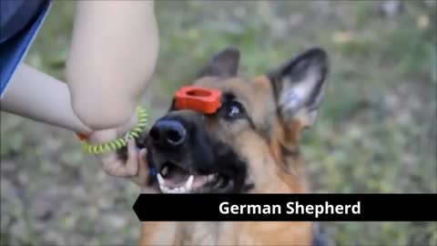 Amazing Extreme trained and disciplined German Shepherd dogs