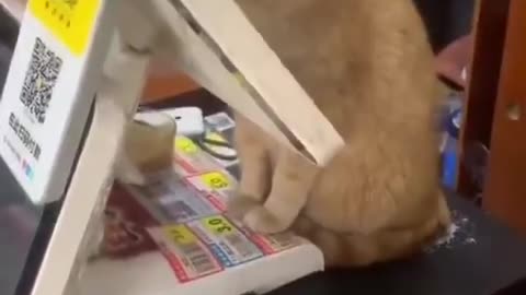 A cat who works part-time to protect the cash register