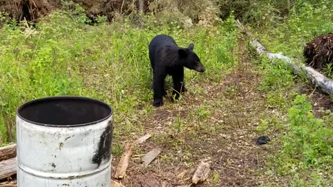 Close Encounter with a Young Black Bear