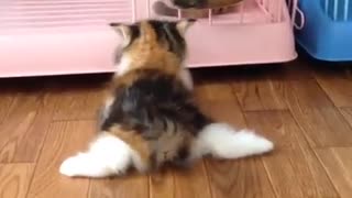 Kitty Chasing Ball