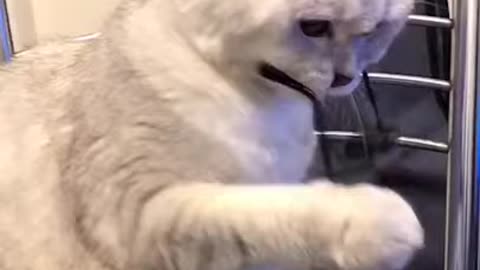 Funny Cats, Funniest Cats, Best Funny Cat Videos Of This Week #short 55