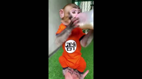 SON GOKU MONKEY SUCKING FROM A BABY BOTTLE