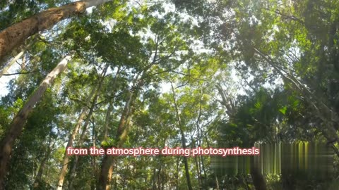 "The power of Planting ":HOW TREE'S SHAPE OUR FUTURE 🌱