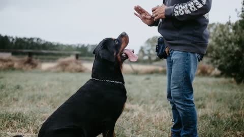 🐕 Bravest Dogs - TOP 10 Bravest Dog Breeds In The World!