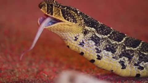 Python crawling on the face of young female dancer in bright costume