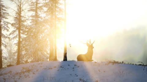 Proud Noble Deer Male in Winter Snow Forest