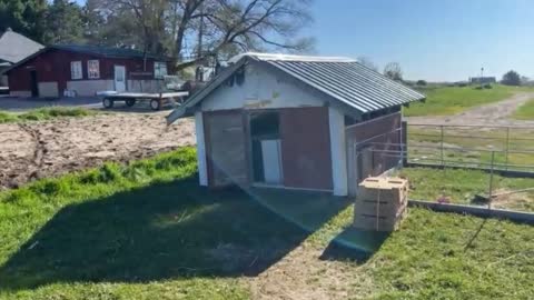 Brooding chicks on the Homestead: pastured poultry at Baker's Green Acres