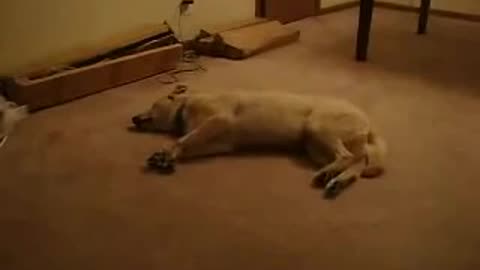 Funny dog sleep walks