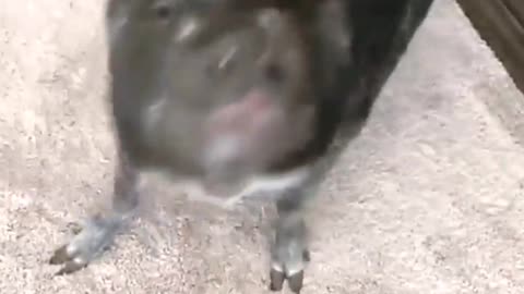 Piggy Does Trick for Marshmallow Peep Treat