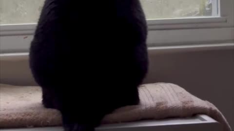 Adopting a Cat from a Shelter Vlog - Cute Precious Piper Watches the Rain Through the Window #shorts