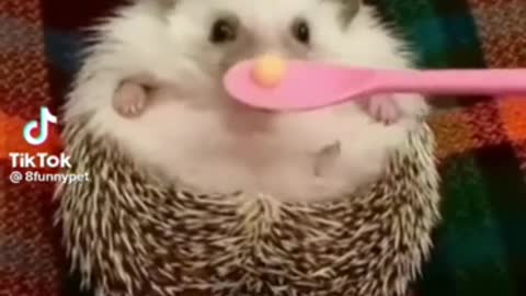 crazy little hedgehog