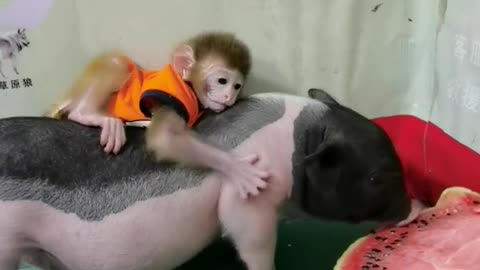 Monkey and pig playing together