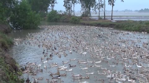 Amazing Goose Farming