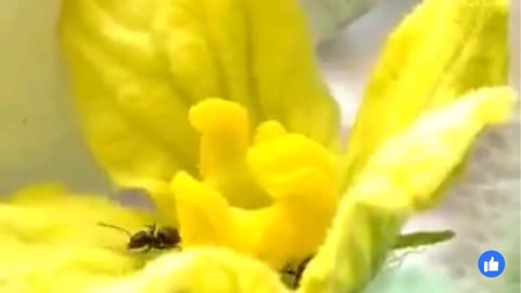 Cute ants and bees | Beautiful Nature |