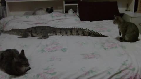 A close encounter of cats with ... a crocodile