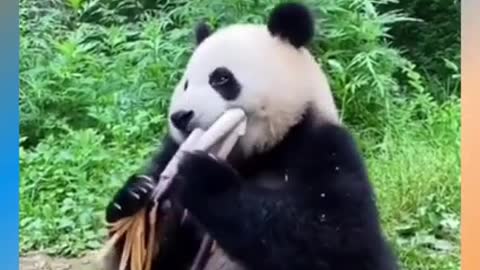 Adorable Giant Panda Eating Bamboo Shoots (true video)