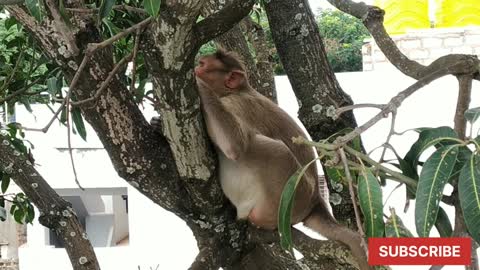 Monkey eating banana, आम के पेड़ पर आराम करता बंदर, monkey resting on mango tree