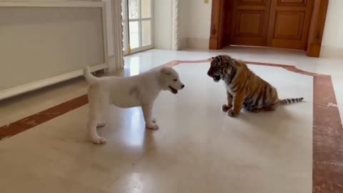 Funny baby Dog VS Tiger