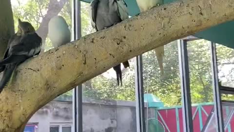 A lot of different parrots