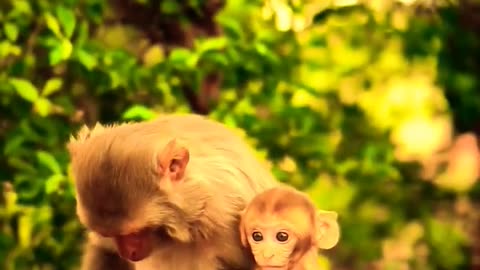 #monkey #trending #viral #shorts #youtube #trending #best