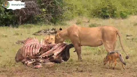 A fight between lions and hyenas over prey