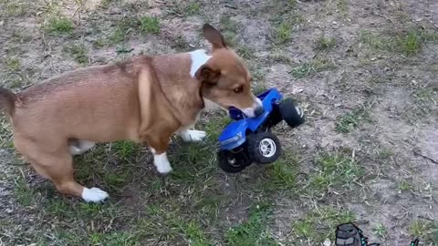 It's Corgzilla! Corgi vs RC Truck