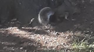 Squirrels playing together