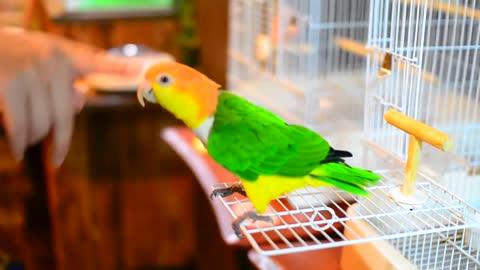 Green-thighed parrot at Ricky bird cafe