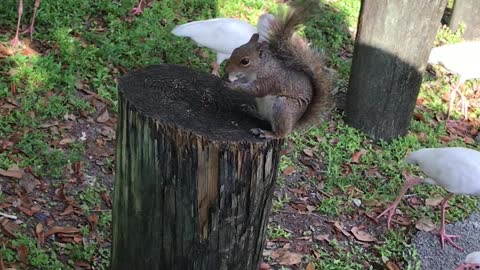 Feeding squirrel in the park