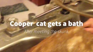 Cat gets a bath after meeting a skunk.