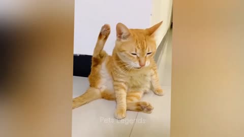 Cats Funny Video