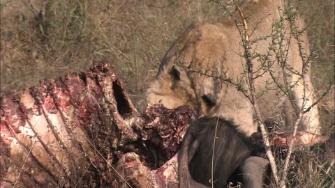 a young adolescent lion panthera leo eating biting