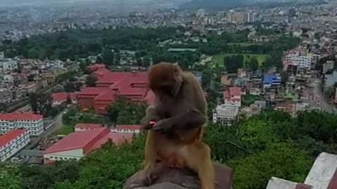 Monkey sitting on roof in city