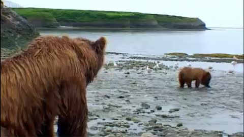 Hungry Bear's Fish Picnic | Bears | Spy in the Woods | BBC Earth