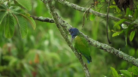 blue-tit-bird-animal-the-manger