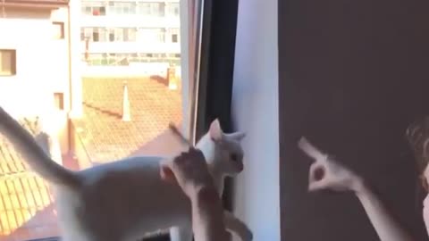 Orchestra Cat Shows Off Conductor Skills