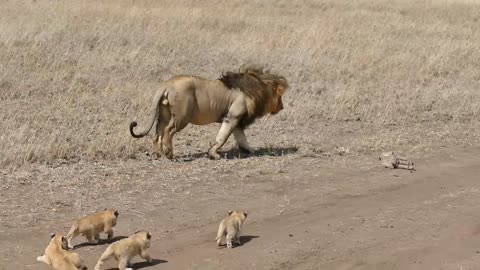 Lion dad tries to ditch his kids