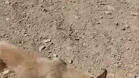 Bedouin life grazing sheep