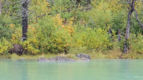 Alaskan Coastal Brown Bear sow with cub attacks sow with cub attacks