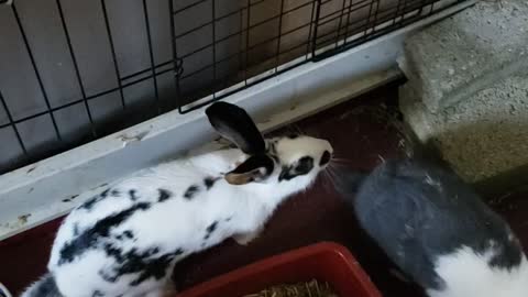 Bun buns in a new cage